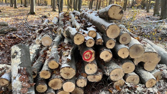 Holzlager im Wald