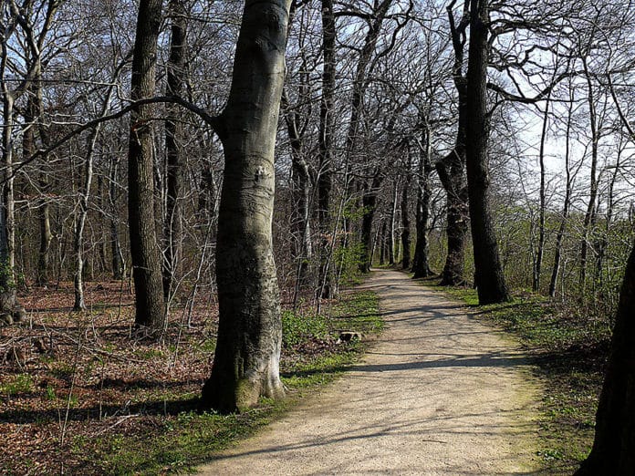 Weg zwischen Bäumen