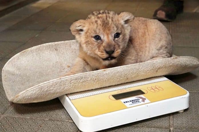 Der Berberlöwe Kater bei seinem ersten tierärztlichen Check © Erlebnis-Zoo Hannover