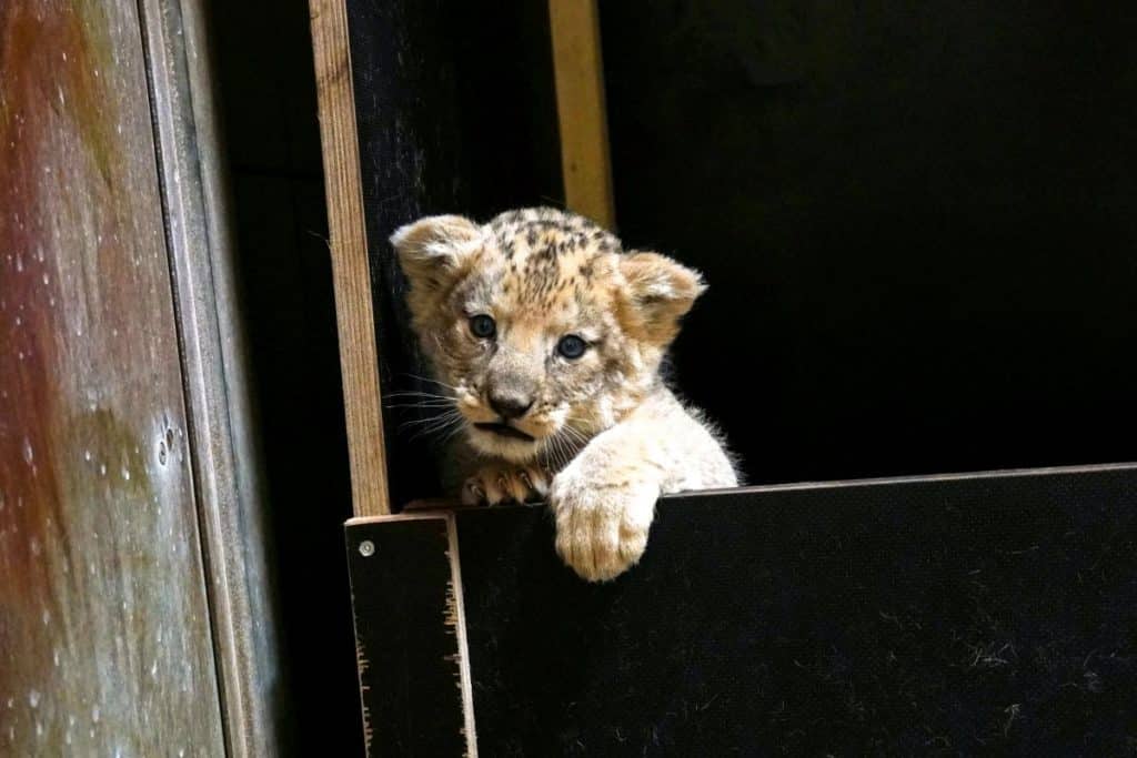 Neugierig und mobil Die Berberloewen Drillinge klettern ueber die Wurfbox Foto Erlebnis Zoo Hannover