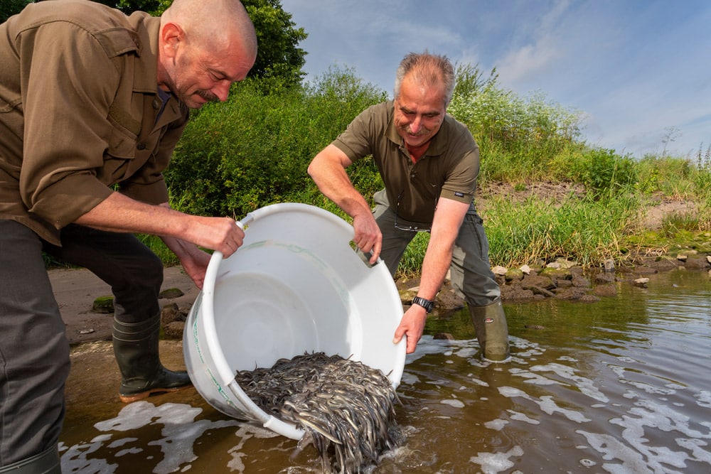 Anglerinnen und Angler helfen durch Besatz Aale im Gewässerlebensraum zu halten. © Florian Möllers