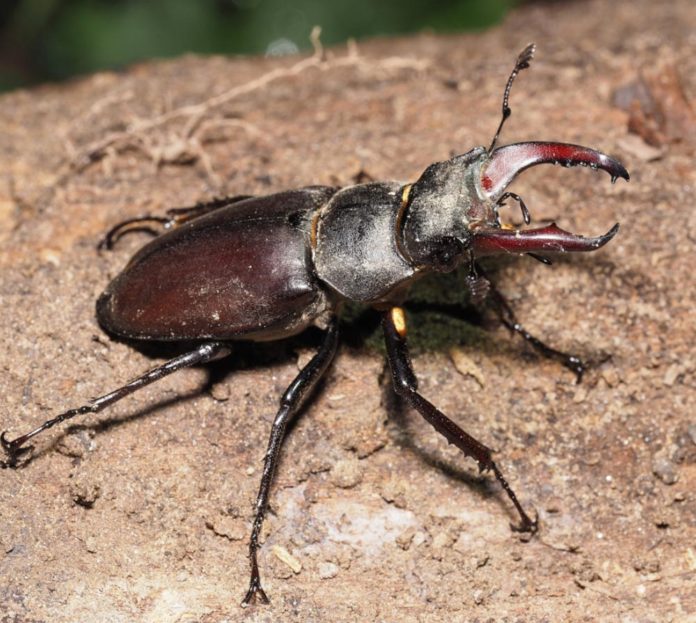Der Hirschkäfer mit seinem unverwechselbaren Merkmal - dem hirschgeweihartig vergrößerten Oberkiefer. © Nds. Landesbetrieb für Wasserwirtschaft, Küsten- und Naturschutz