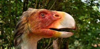 Der Dinosaurier-Park Münchehagen ist ein Freilichtmuseum in Münchehagen, einem Stadtteil von Rehburg-Loccum in Niedersachsen