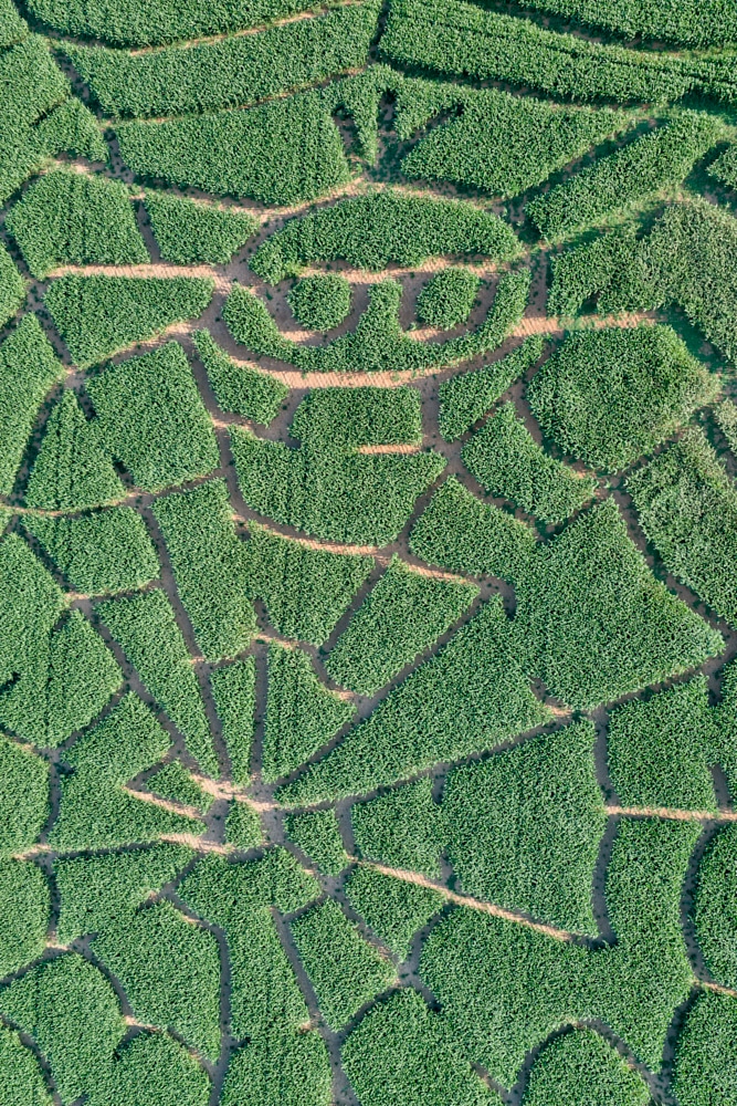 Luftbild Maislabyrinth der Firma Klockemann Landwirtschaft GbR in Bad Münder / Niedersachsen © Ulrich Stamm