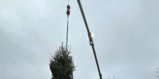 Auf dem Fiedelerplatz weihnachtet es jetzt Der döhrener Weihnachtsbaum schwebt herab