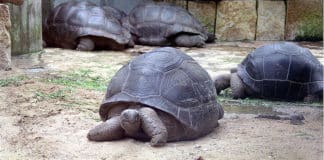 Vor 17 Jahren mussten die Riesen-Schildkröten aus dem hannoverschen Zoo ausziehen.