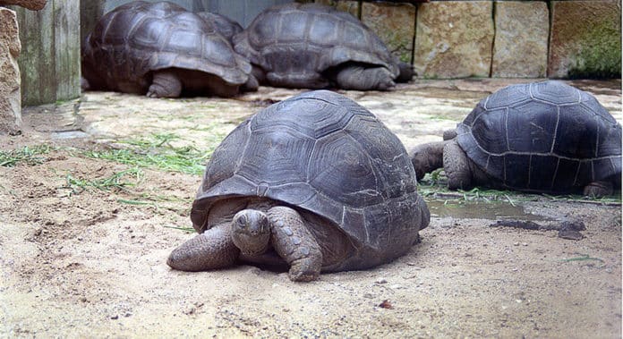 Vor 17 Jahren mussten die Riesen-Schildkröten aus dem hannoverschen Zoo ausziehen.