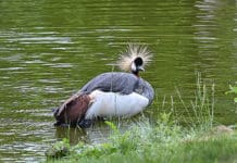 Erlebniszoo Hannover: Der Kronenkranich ist das Zootier des Jahres 2026 Kronenkranich im hannoverschen Zoo