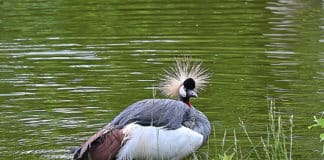 Erlebniszoo Hannover: Der Kronenkranich ist das Zootier des Jahres 2026 Kronenkranich im hannoverschen Zoo