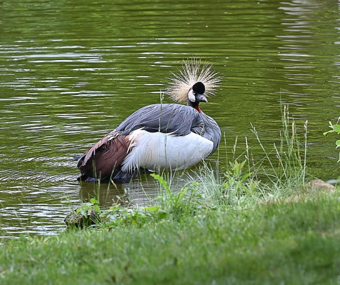 Kronenkranich im hannoverschen Zoo