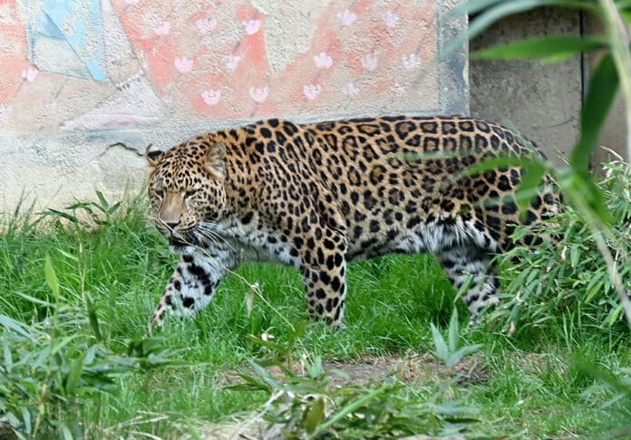 Leopardenkater Surest soll ein Weibchen in einem dänischen Zoo beglücken