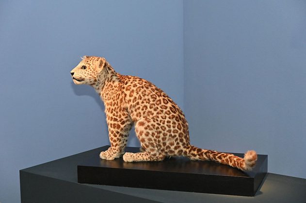 Leoparden-Jungtier