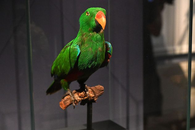 Ausgestopfter Vogel