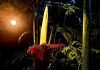 Seltenes botanisches Ereignis – Aufblühen einer Titanenwurz DSC 0001