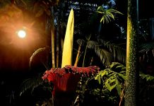 Seltenes botanisches Ereignis – Aufblühen einer Titanenwurz DSC 0001
