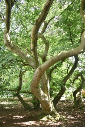 Beeindruckend: Die S&uuml;ntelbuchenallee