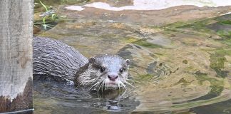 Zwergotter-Weibchen im Erlebniszoo Hannover