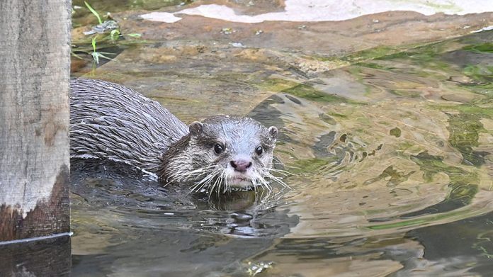 Zwergotter-Weibchen im Erlebniszoo Hannover