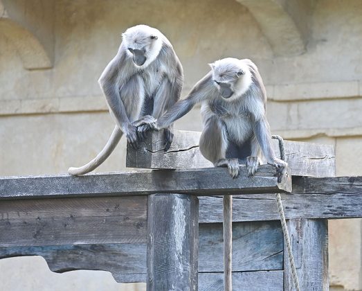 Die Hulman-&Auml;ffchen be&auml;ugen ihre neuen Mitbewohnerinnen noch etwas kritisch