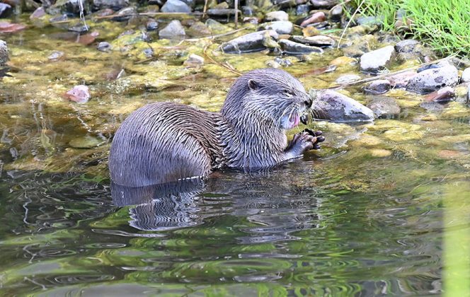 Zwergotter-Weibchen im Erlebniszoo Hannover