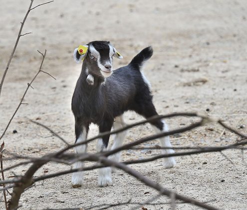 Zicklein der Th&uuml;ringer-Waldziegen