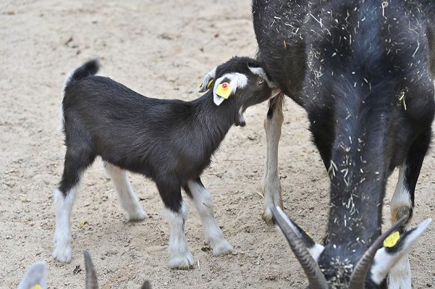 Zicklein der Th&uuml;ringer-Waldziegen