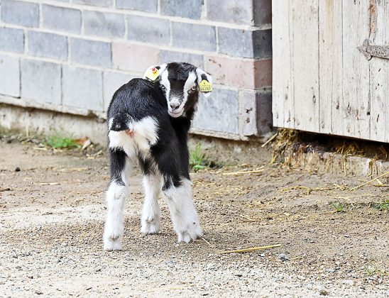 Zicklein der Th&uuml;ringer-Waldziegen