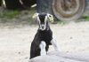Tierkinder auf Meyers Hof – Vier kleine Zicklein erkunden jetzt ihr Gehege Nachwuchs bei den Thüringer-Wald-Ziegen