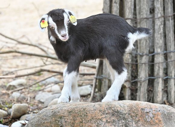 Zicklein der Th&uuml;ringer-Waldziegen