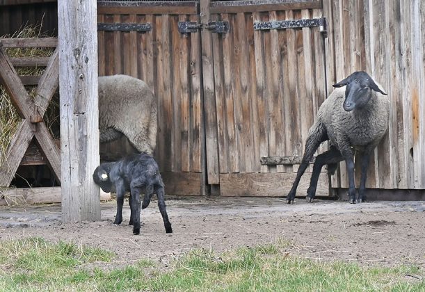 Das "schwarze Schaf" auf Meyers Hof
