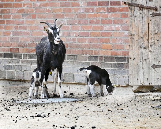 Zicklein der Th&uuml;ringer-Waldziegen
