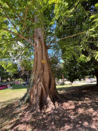 Riesig: Mammutbaum im Kurpark