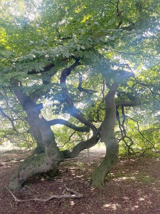 Beeindruckend: Die S&uuml;ntelbuchenallee