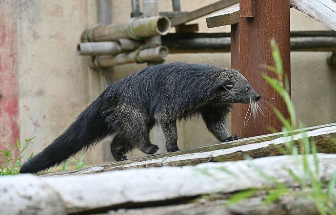 Binturong im Erlebniszoo Hannover