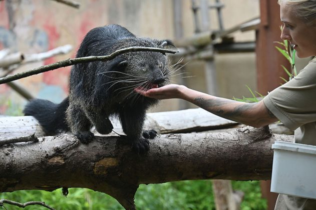 Binturong im Erlebniszoo Hannover
