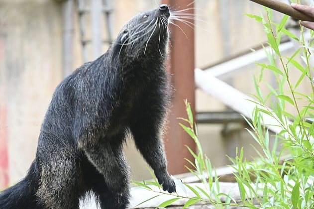 Binturong im Erlebniszoo Hannover