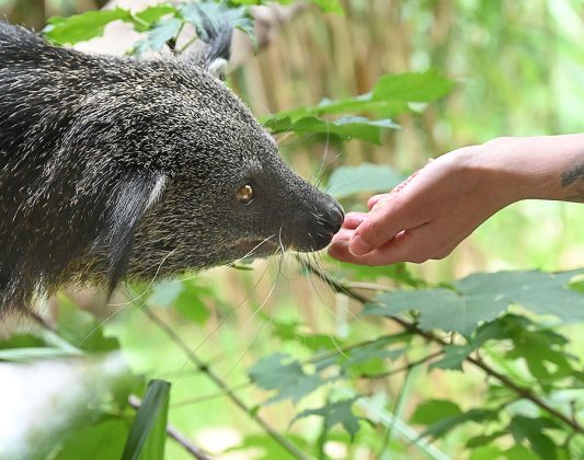 Binturong im Erlebniszoo Hannover