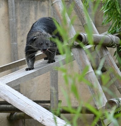 Binturong im Erlebniszoo Hannover