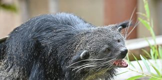 Binturong im Erlebniszoo Hannover