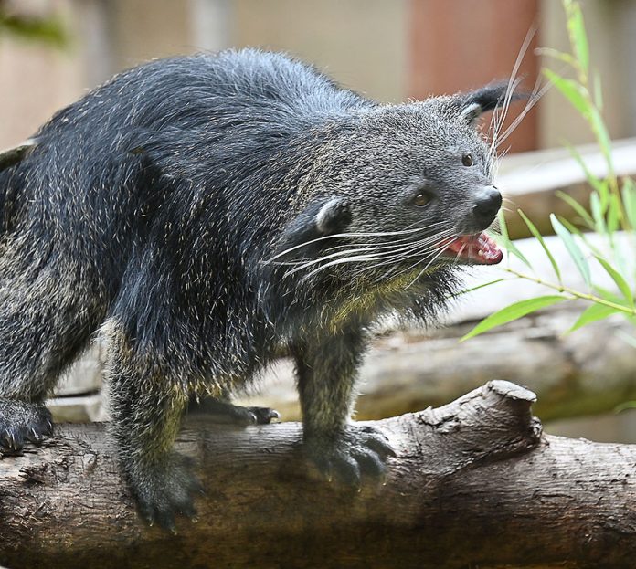 Binturong im Erlebniszoo Hannover
