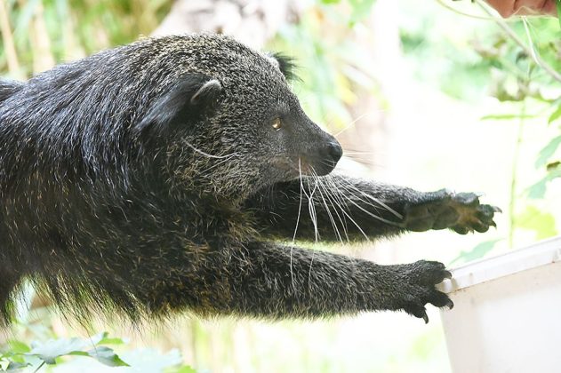 Binturong im Erlebniszoo Hannover
