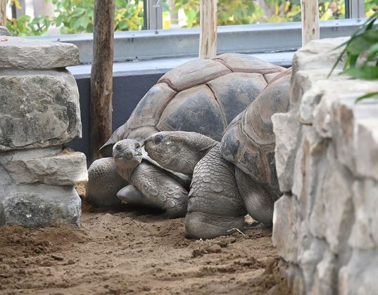 Die beliebten Aldabra-Riesenschildkr&ouml;ten jetzt wieder im Erlebnis-Zoo Hannover zu sehen