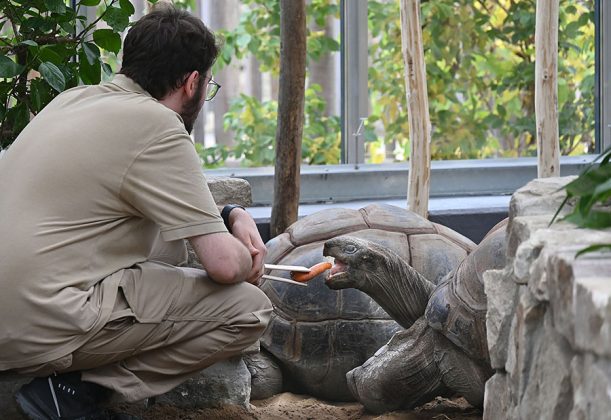 Tierpfleger Andreas Klimcuk k&uuml;mmert sich um die Reptilien