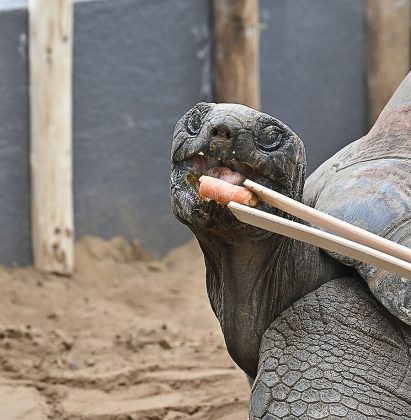 Die beliebten Aldabra-Riesenschildkr&ouml;ten jetzt wieder im Erlebnis-Zoo Hannover zu sehen