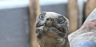 Die beliebten Aldabra-Riesenschildkröten jetzt wieder im Erlebnis-Zoo Hannover zu sehen