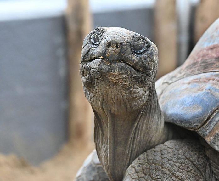 Die beliebten Aldabra-Riesenschildkröten jetzt wieder im Erlebnis-Zoo Hannover zu sehen