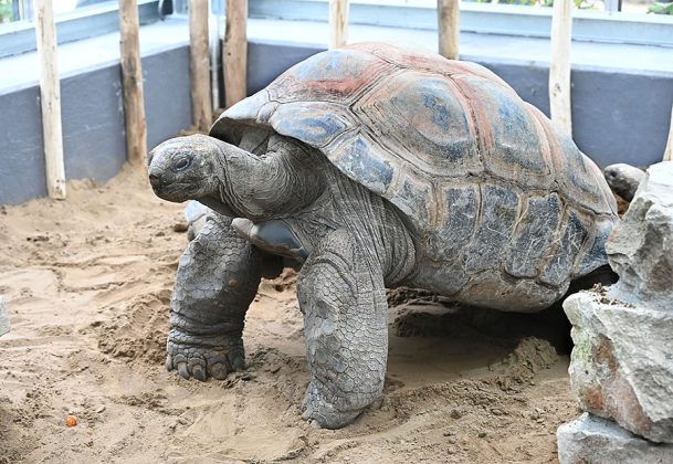 Die beliebten Aldabra-Riesenschildkr&ouml;ten jetzt wieder im Erlebnis-Zoo Hannover zu sehen