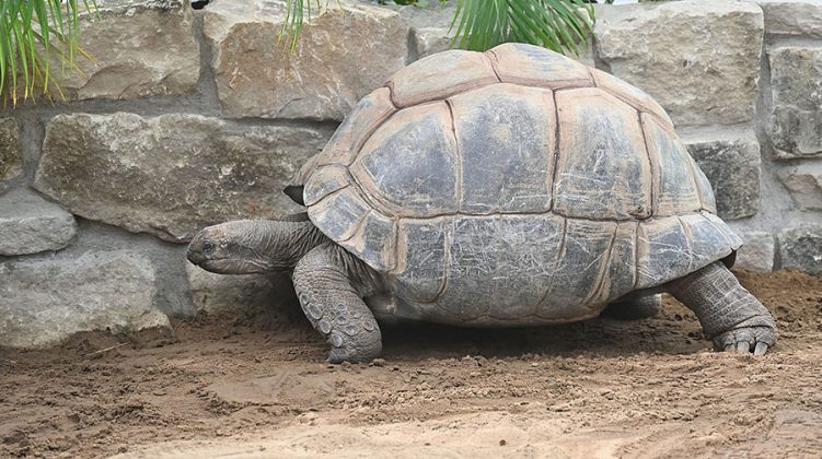 Die beliebten Aldabra-Riesenschildkr&ouml;ten jetzt wieder im Erlebnis-Zoo Hannover zu sehen