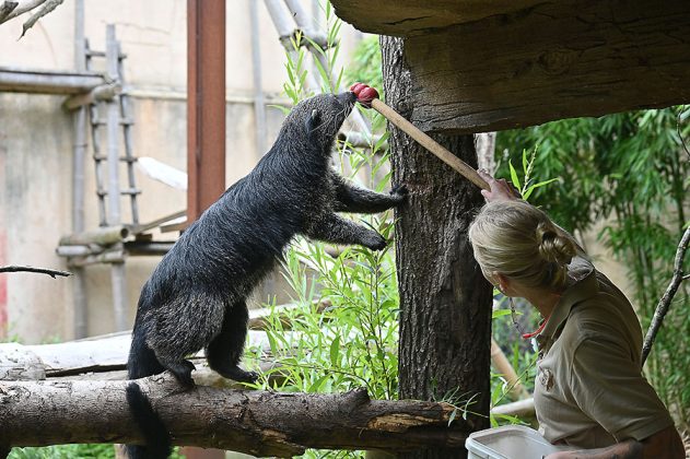 Binturong im Erlebniszoo Hannover