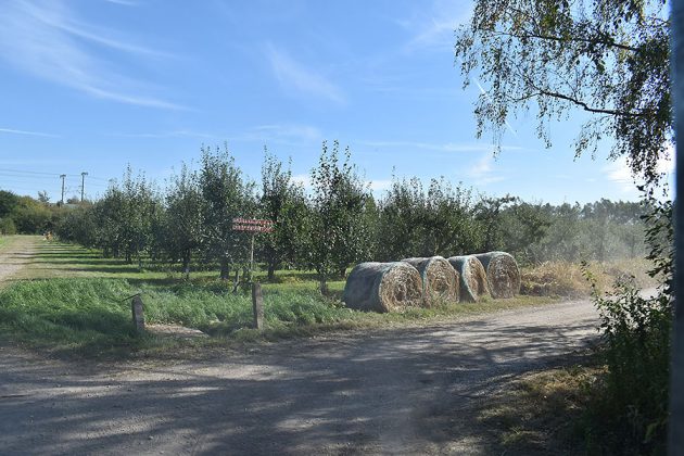 Mit Trecker und Anh&auml;nger ging es durch die Obstplantage